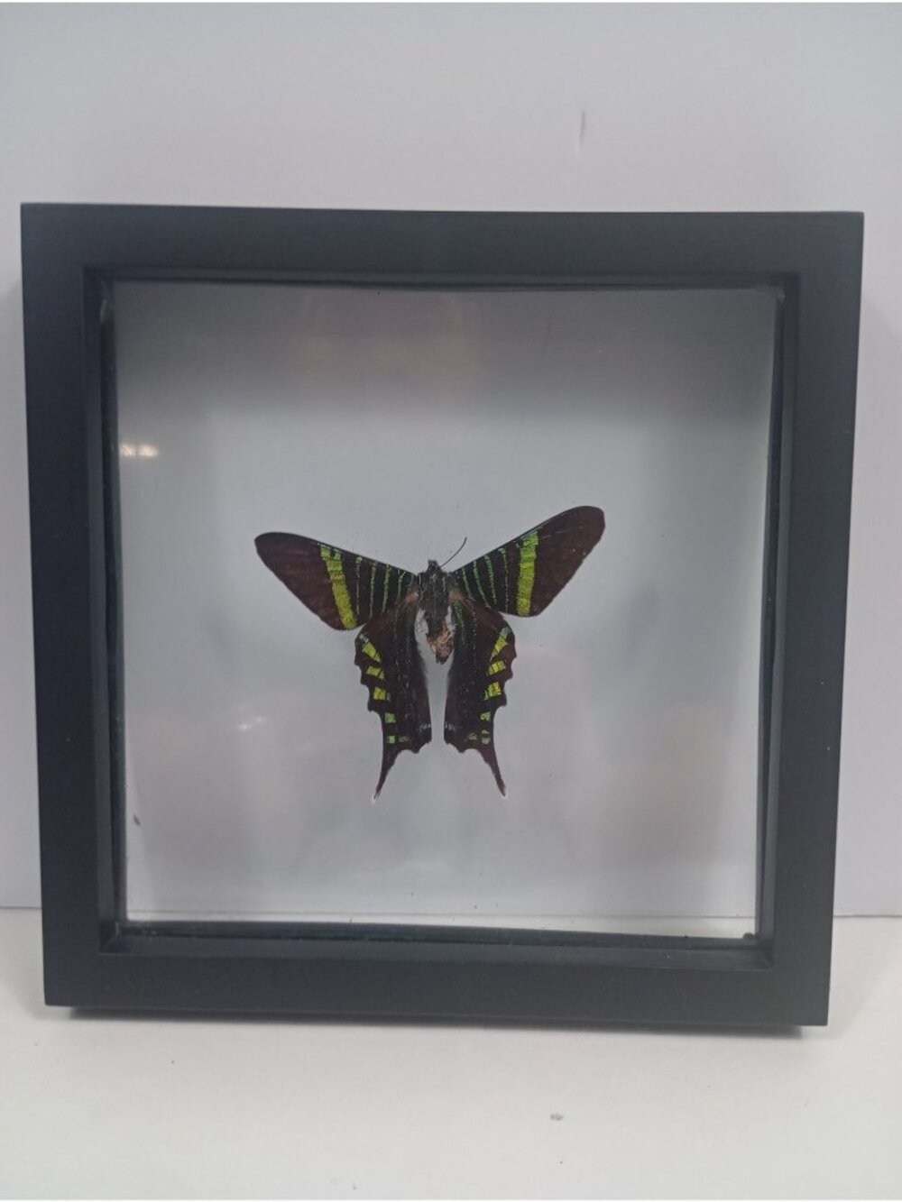Authentic  Urania Swallowtail Framed Moth Specimen Oddity Taxidermy